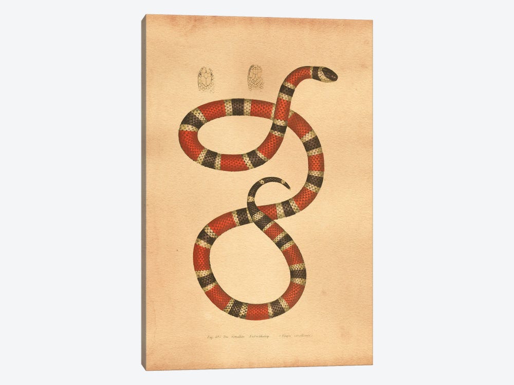 Coral Snake by Tea Stained Madness 1-piece Canvas Print