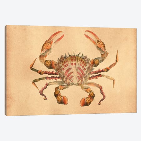 Crab Sea Shells Canvas Print #SMD33} by Tea Stained Madness Canvas Print