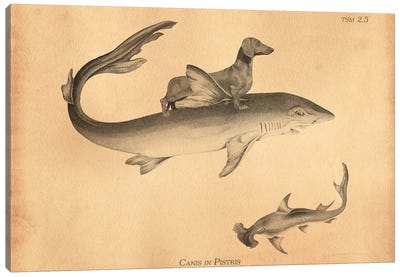 Dachshund Shark Canvas Art Print - Tea Stained Madness