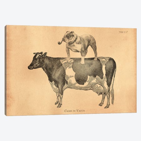 English Bulldog Cow Canvas Print #SMD39} by Tea Stained Madness Canvas Print