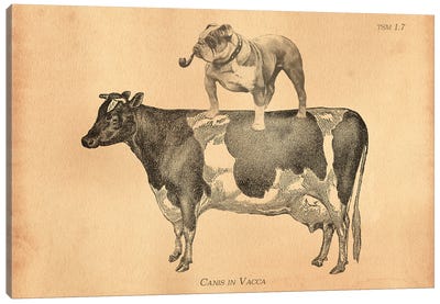 English Bulldog Cow Canvas Art Print - Bulldog Art