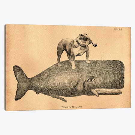 English Bulldog Whale Canvas Print #SMD40} by Tea Stained Madness Canvas Art
