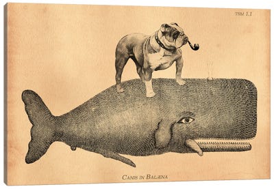 English Bulldog Whale Canvas Art Print - Tea Stained Madness