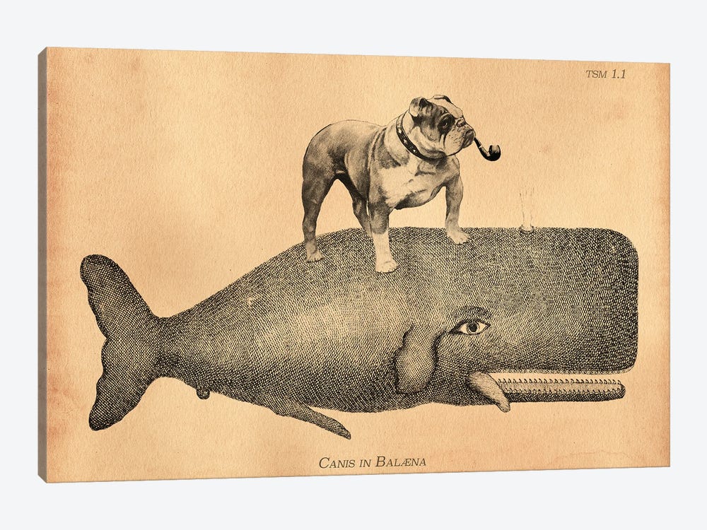 English Bulldog Whale by Tea Stained Madness 1-piece Canvas Art