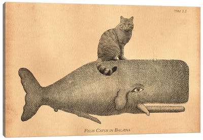Felis Silvestris Cat Whale Canvas Art Print - Tea Stained Madness