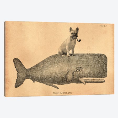 French Bulldog Whale Canvas Print #SMD44} by Tea Stained Madness Canvas Art Print