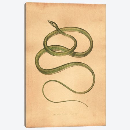 Green Vine Snake Canvas Print #SMD47} by Tea Stained Madness Canvas Art Print