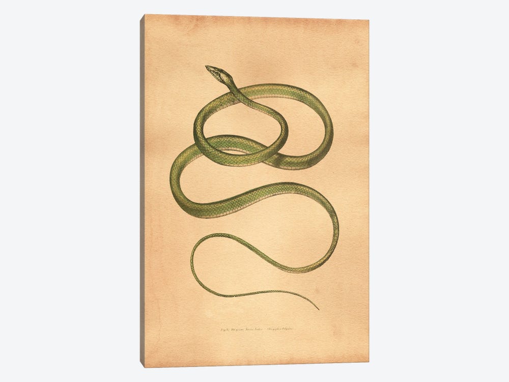 Green Vine Snake by Tea Stained Madness 1-piece Art Print