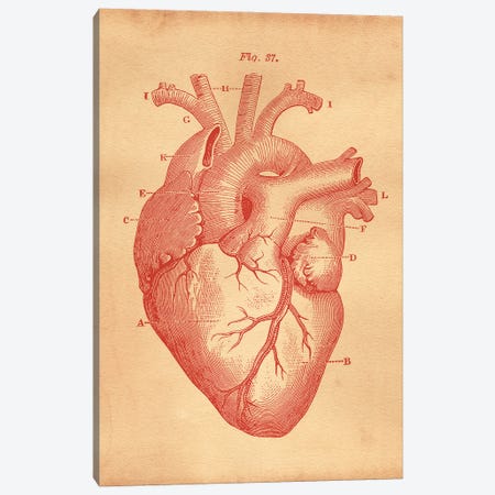 Heart Diagram Canvas Print #SMD49} by Tea Stained Madness Canvas Art