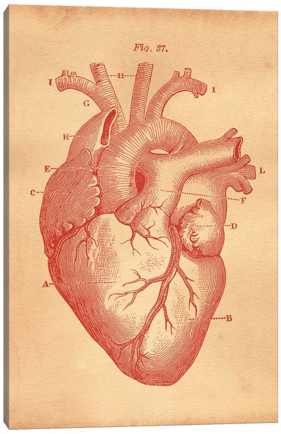 Heart Diagram Canvas Art Print - Anatomy Art