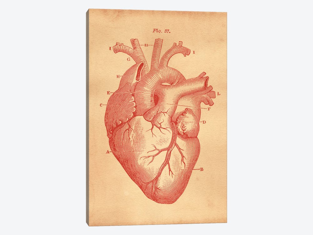 Heart Diagram by Tea Stained Madness 1-piece Art Print