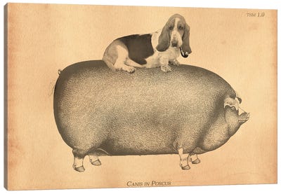Basset Hound Riding Pig Canvas Art Print - Tea Stained Madness