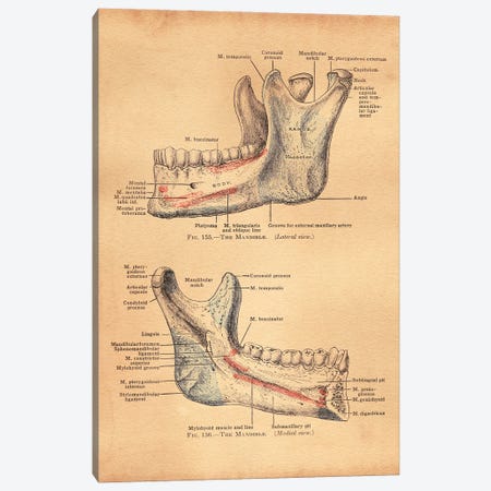 Mandible Diagram Canvas Print #SMD56} by Tea Stained Madness Canvas Artwork