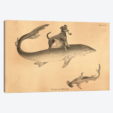 Min Pin Shark Canvas Print #SMD58} by Tea Stained Madness Canvas Art Print