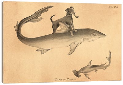 Min Pin Shark Canvas Art Print - Tea Stained Madness