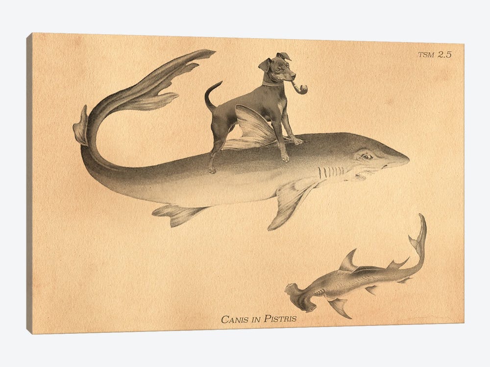 Min Pin Shark by Tea Stained Madness 1-piece Art Print