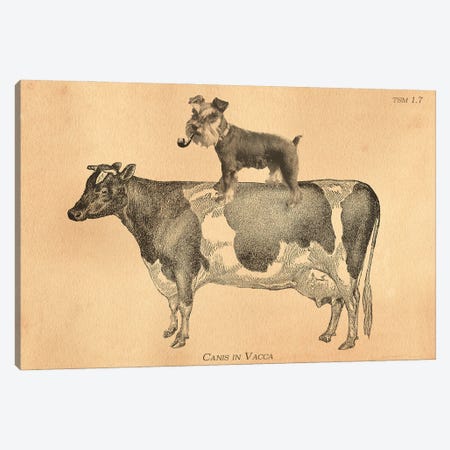 Mini Schnauzer Cow Canvas Print #SMD59} by Tea Stained Madness Art Print