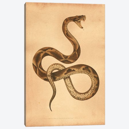 Pit Viper Canvas Print #SMD64} by Tea Stained Madness Art Print