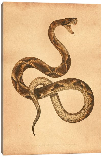 Pit Viper Canvas Art Print - Tea Stained Madness