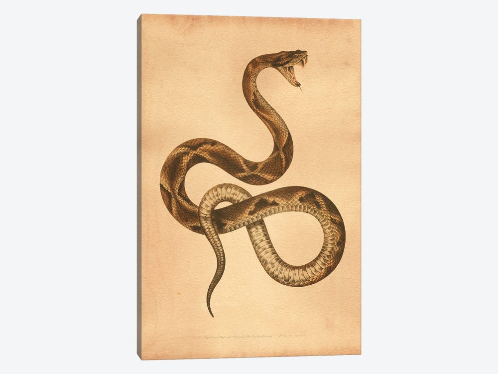 Pit Viper by Tea Stained Madness 1-piece Canvas Art