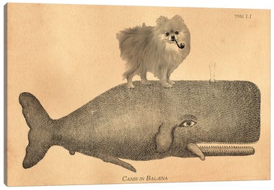 Pomeranian Whale Canvas Art Print