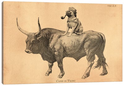 Pug Bull Canvas Art Print - Bull Art