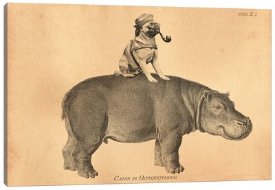 Pug Hippo Canvas Art Print - Hippopotamus Art