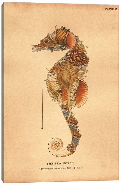 Seahorse Shelled Tea Canvas Art Print - Seahorse Art