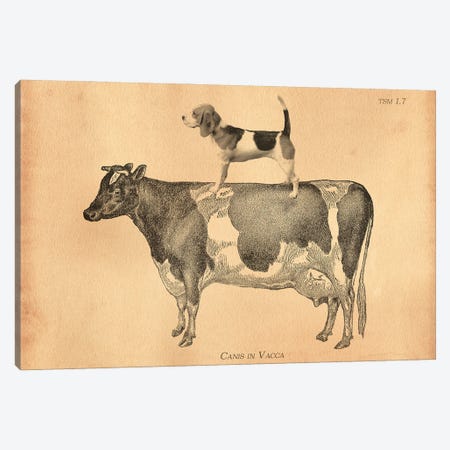 Beagle On Cow Canvas Print #SMD8} by Tea Stained Madness Canvas Art Print