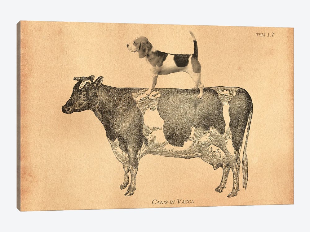 Beagle On Cow by Tea Stained Madness 1-piece Canvas Artwork