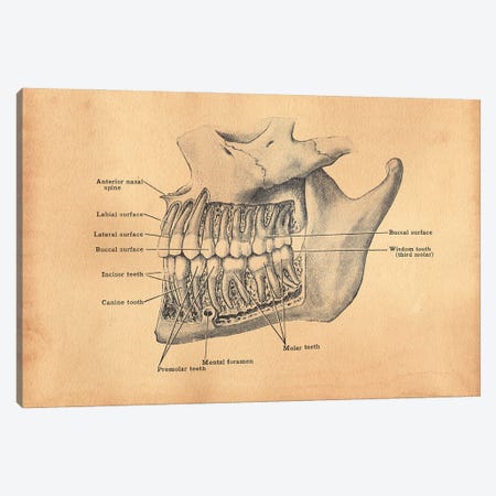 Teeth Diagram Canvas Print #SMD91} by Tea Stained Madness Art Print