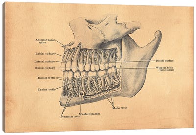 Teeth Diagram Canvas Art Print - Anatomy Art