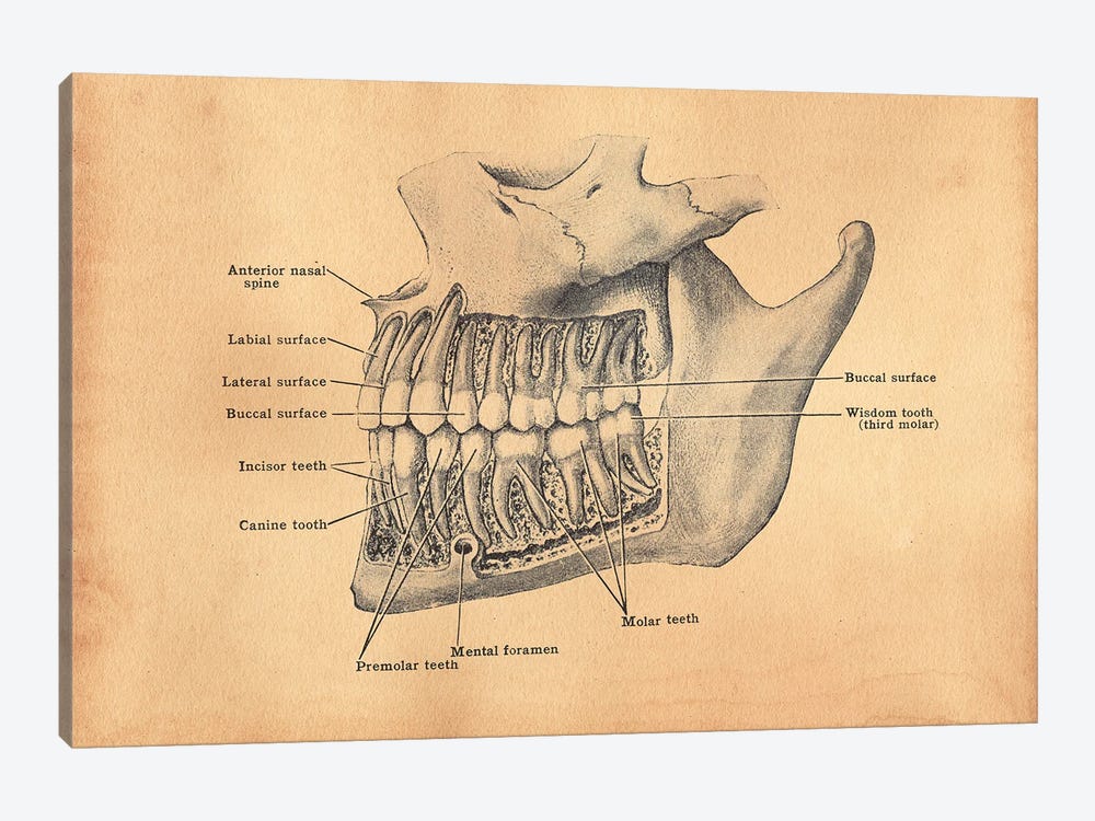 Teeth Diagram by Tea Stained Madness 1-piece Canvas Artwork
