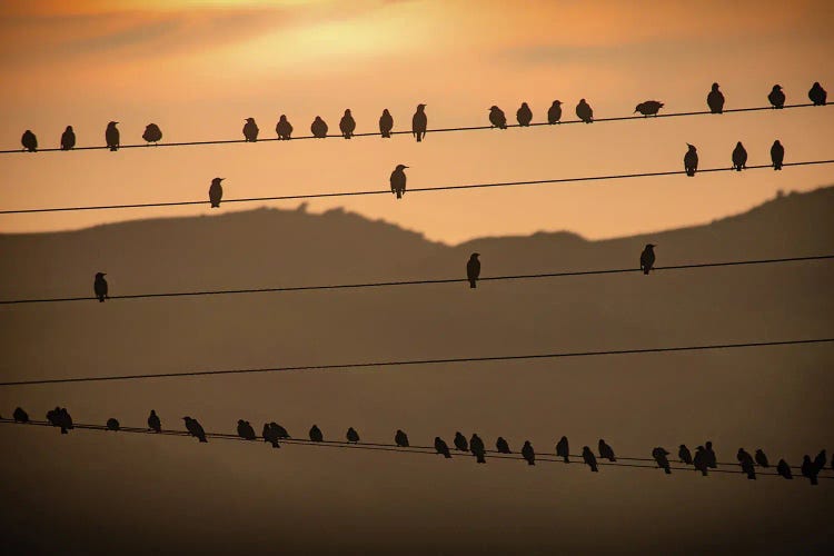 Birds On The Wires