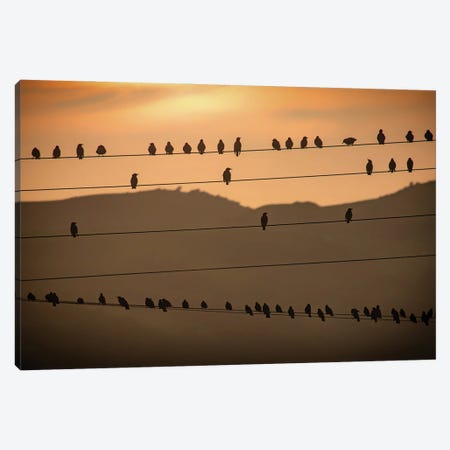 Birds On The Wires Canvas Print #SMF34} by Sarah Morton Canvas Artwork
