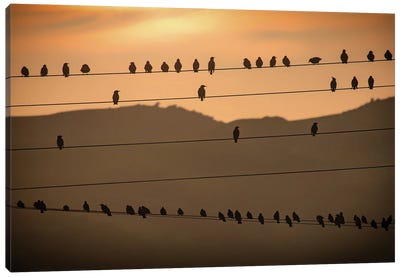 Birds On The Wires Canvas Art Print - Monochromatic Photography