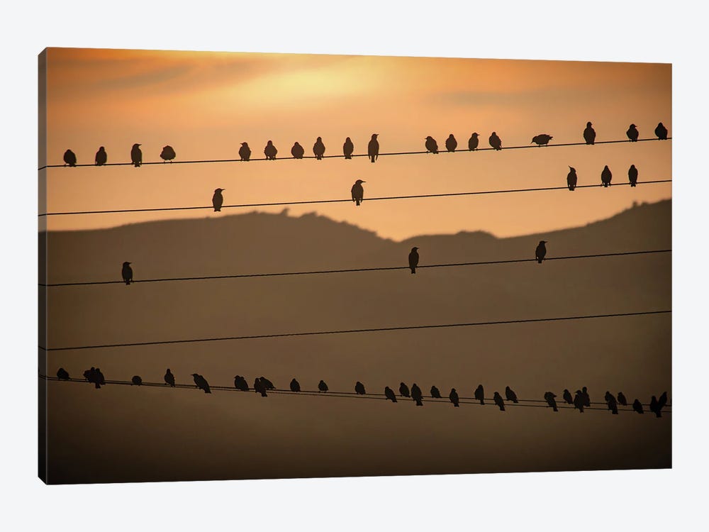 Birds On The Wires by Sarah Morton 1-piece Canvas Art