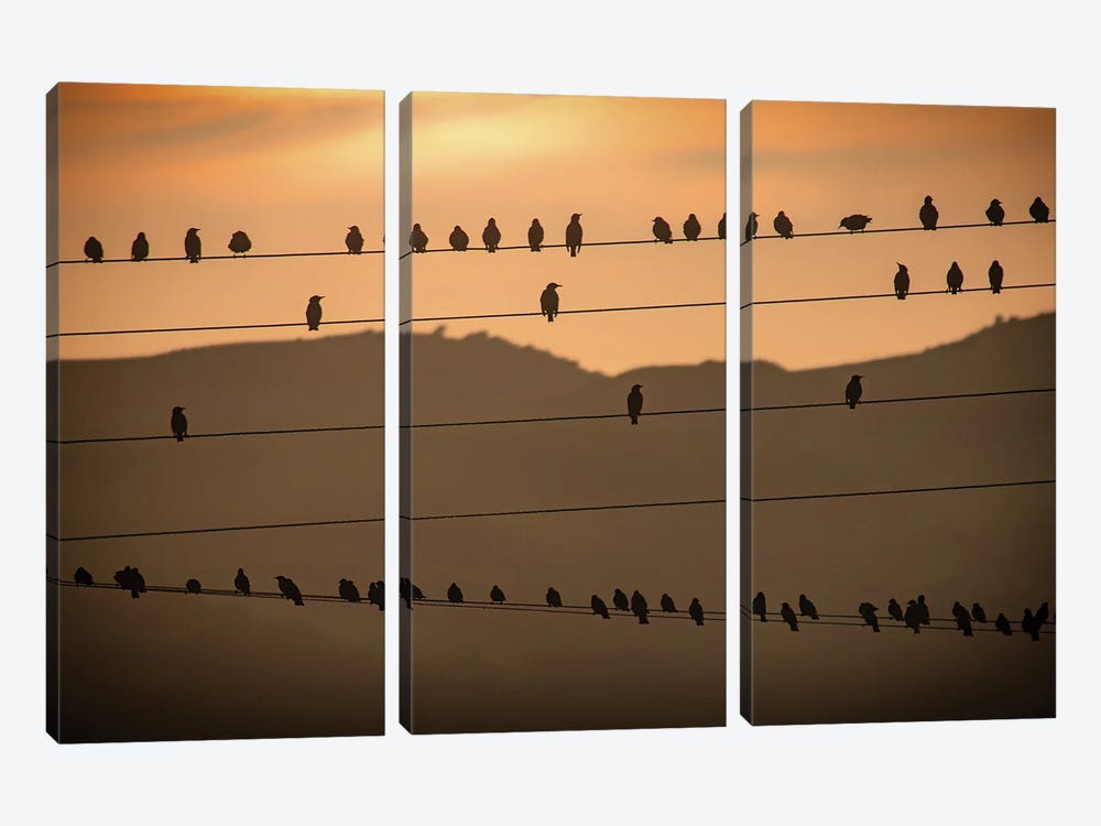Birds On The Wires by Sarah Morton 3-piece Canvas Wall Art