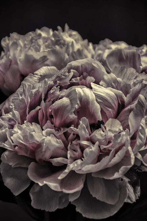 Peony Petals