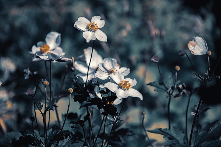 Anemones, Morning