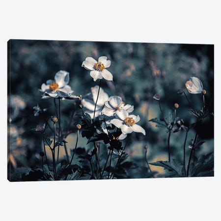 Anemones, Morning Canvas Print #SMF46} by Sarah Morton Canvas Art Print