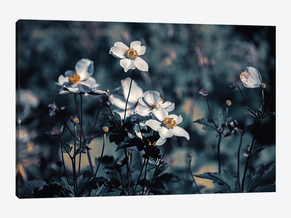 Anemones, Morning by Sarah Morton 1-piece Canvas Print
