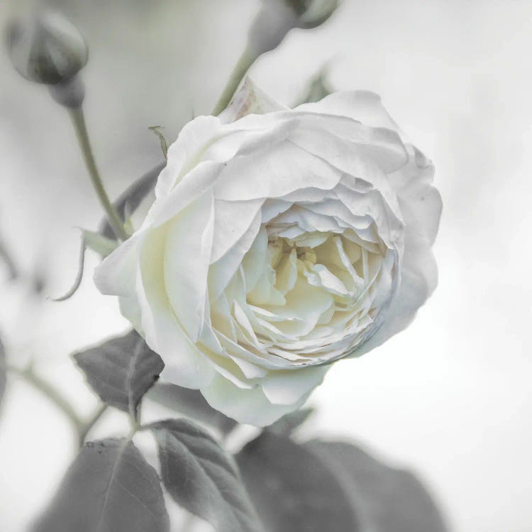 White Rose