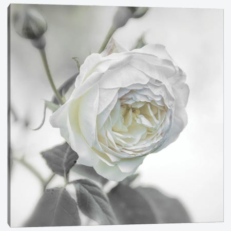 White Rose Canvas Print #SMF47} by Sarah Morton Art Print
