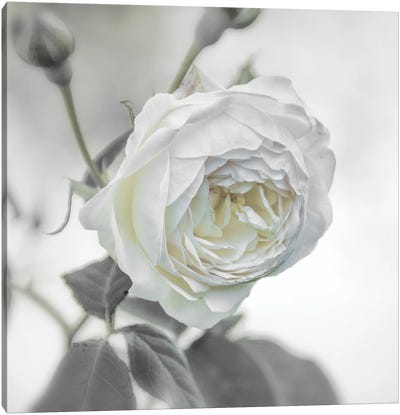 White Rose Canvas Art Print - Monochromatic Photography