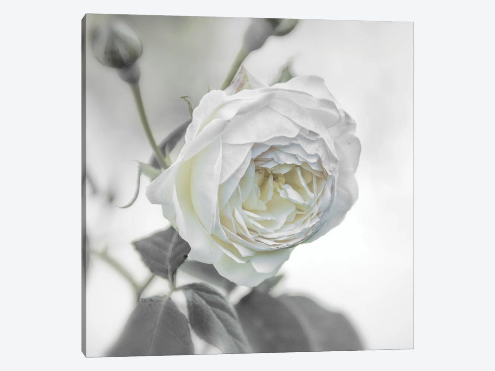 White Rose by Sarah Morton 1-piece Canvas Wall Art