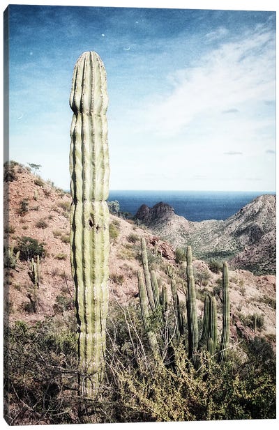 Cactus, Baja, Mexico Canvas Art Print - Mexico Art