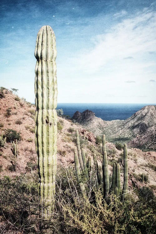 Cactus, Baja, Mexico