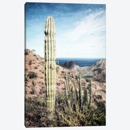Cactus, Baja, Mexico Canvas Print #SMF53} by Sarah Morton Art Print