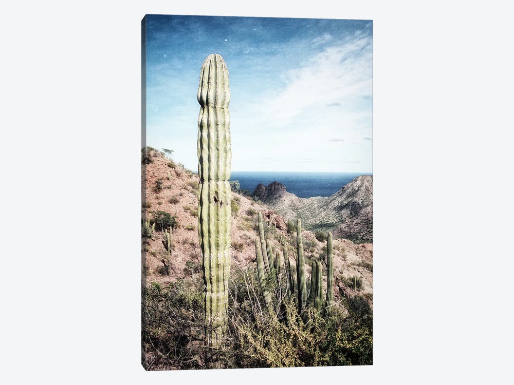 Cactus, Baja, Mexico by Sarah Morton 1-piece Canvas Print